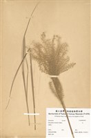 藏品(芒)的圖片